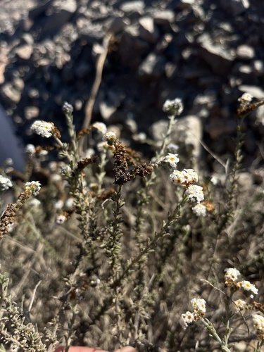Heliotropium chenopodiaceum (Heliotropium chenopodiaceum)