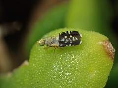 Spathulina acroleuca