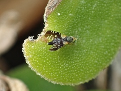 Spathulina acroleuca