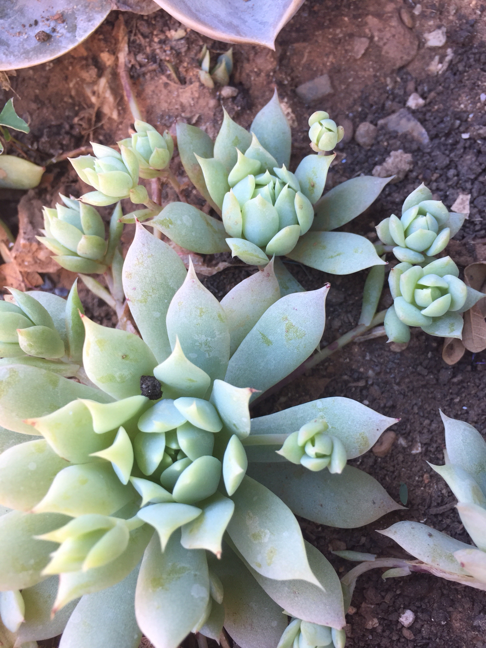 Imagem de Graptopetalum macdougallii não possui um nome popular amplamente reconhecido no Brasil