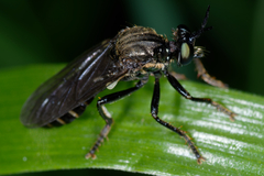 Dioctria atricapilla