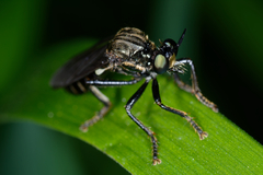 Dioctria atricapilla