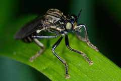 Dioctria atricapilla