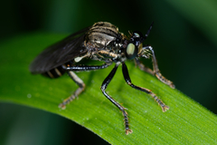 Dioctria atricapilla