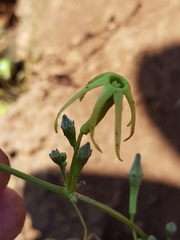 Trochomeria macrocarpa