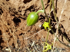 Trochomeria macrocarpa