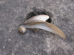 Pterocymbium tinctorium