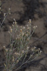 Mentzelia strictissima