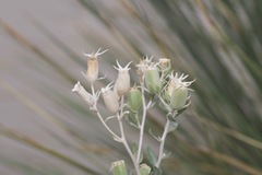 Mentzelia strictissima