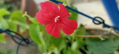 Ruellia elegans