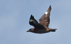 Stercorarius skua