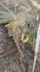 Aloe calcairophila image