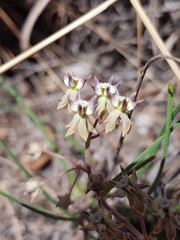 Asclepias stellifera