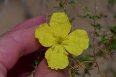 Oenothera berlandieri berlandieri