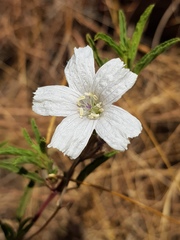 Monsonia burkeana