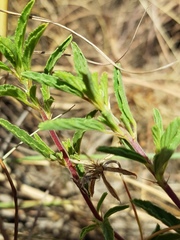 Monsonia burkeana