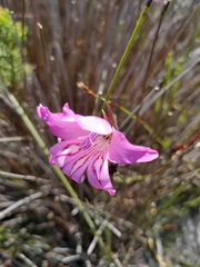Gladiolus ornatus