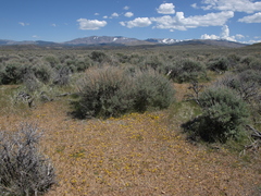 Erythranthe carsonensis