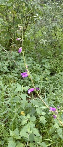 Gentian Beardtongue (Penstemon gentianoides)