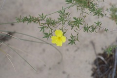Oenothera berlandieri berlandieri