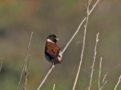 Serinus alario