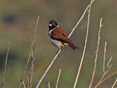 Serinus alario