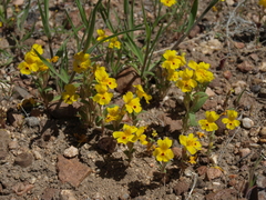 Erythranthe carsonensis