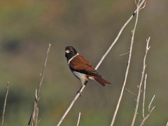 Serinus alario
