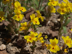 Erythranthe carsonensis