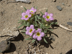 Nama aretioides multiflora