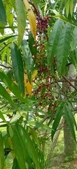 Lepisanthes alata