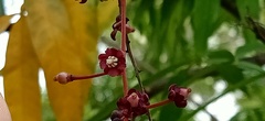 Lepisanthes alata