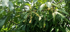 Lepisanthes tetraphylla