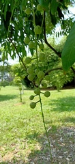 Lepisanthes tetraphylla