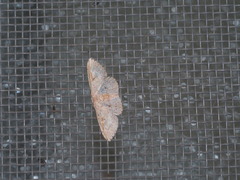 Perixera illepidaria