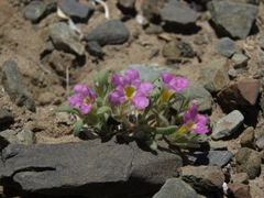 Nama aretioides multiflora