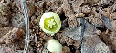 Garcinia prainiana