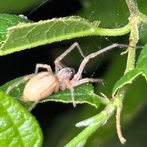 Agrarian Sac Spider photo 6