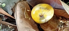 Garcinia prainiana