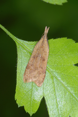 Dichomeris derasella