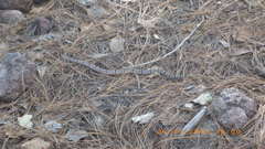 Crotalus lepidus klauberi