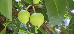 Garcinia prainiana