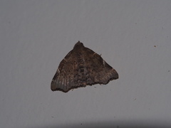 Goniocraspedon variegata