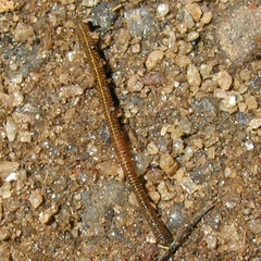 Haemadipsa zeylanica
