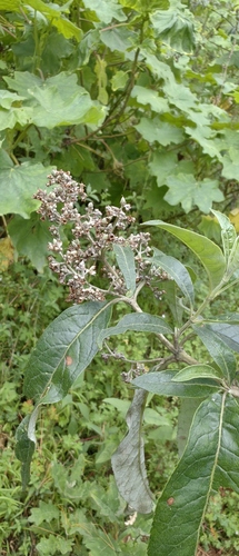 Buddleja parviflora (Buddleja parviflora)