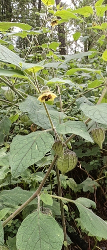 Physalis coztomatl (Physalis coztomatl)