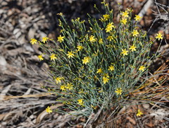 Tricoryne tenella