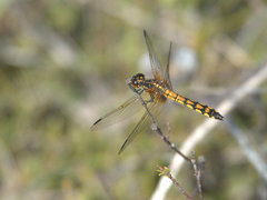 Austrothemis nigrescens