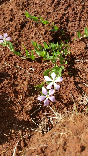 Foto de Vinca