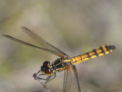 Austrothemis nigrescens